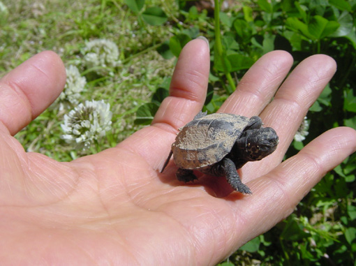 先日の子ガメ つづき カメ日和 ひでじの部屋