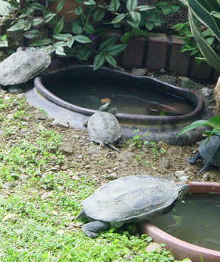 0728oyako.jpg