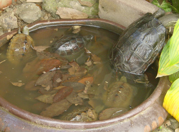 1212tomin1.jpg